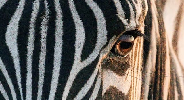 Natura Domande: Le zebre sono originarie di quale continente?