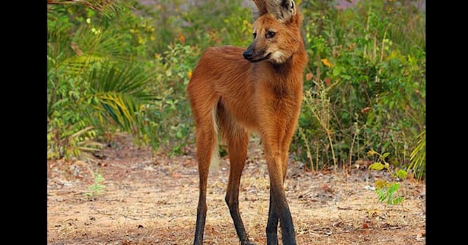 natura Pytanie-Ciekawostka: Zwierzę na zdjeciu to?