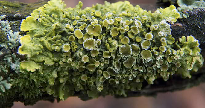 Doğa Trivia Sorusu: Likeler Nedir?