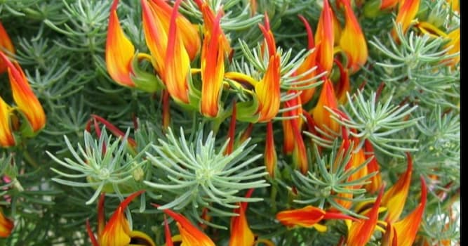 Natuur Trivia Vraag: Wat is deze bloem?