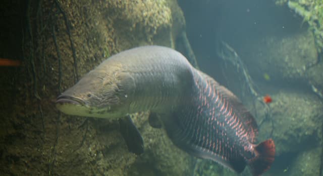 natura Pytanie-Ciekawostka: Co to jest "Arapaima"?