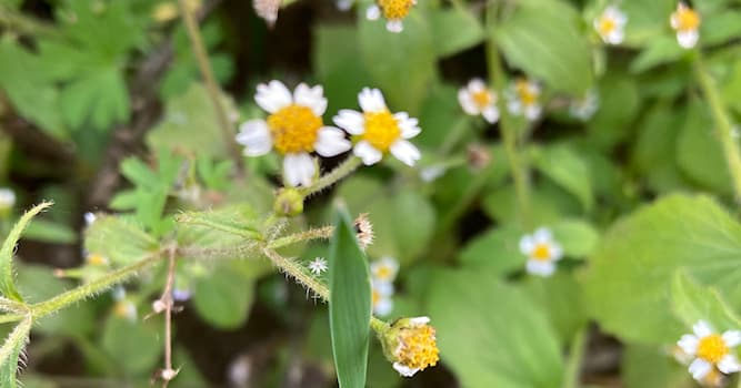 natura Pytanie-Ciekawostka: Co to za roślina?