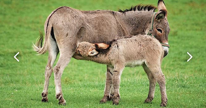 natura Pytanie-Ciekawostka: Co to za zwierzę?