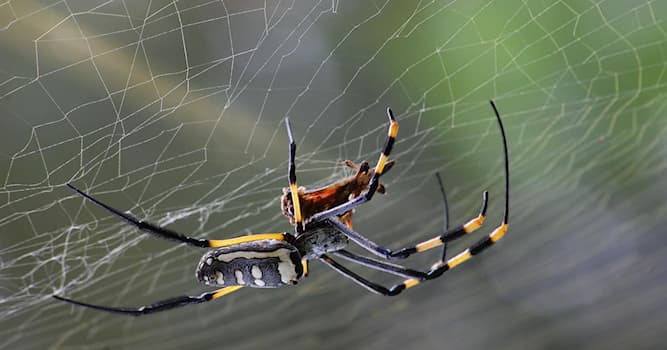 Natura Domande: Come fanno i ragni a non restare intrappolati nelle loro tele?