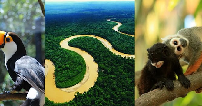 Geografía Pregunta Trivia: ¿Cuál de las siguientes regiones se encuentra en la zona septentrional del Perú?