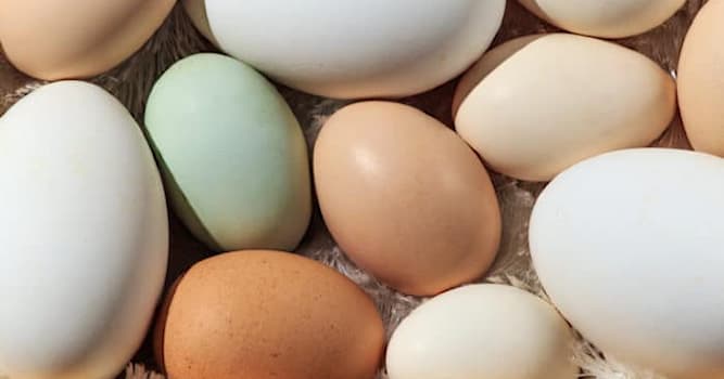 Scienza Domande: Da cosa è composto principalmente il guscio dell'uovo?
