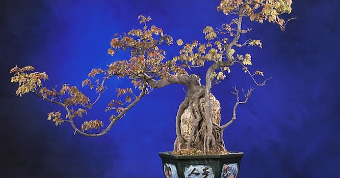 Naturaleza Pregunta Trivia: ¿De qué país es originario el arte del bonsái?