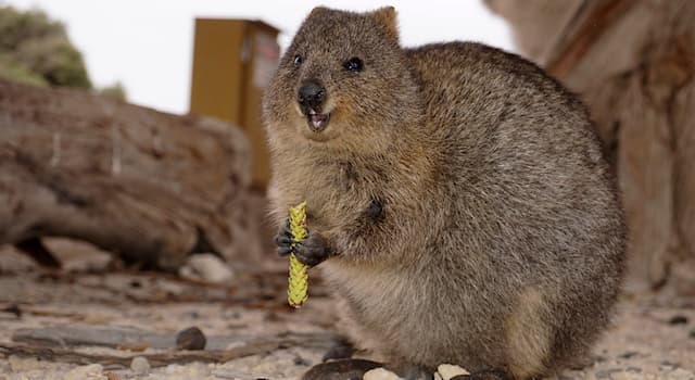 Naturaleza Pregunta Trivia: ¿Dónde viven los quokkas?