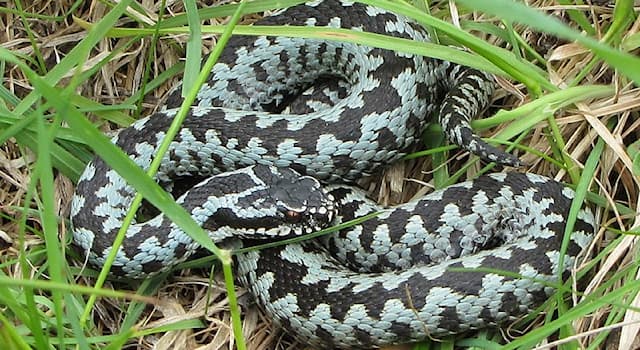 natura Pytanie-Ciekawostka: Ile jest na świecie gatunków węży? (opisanych przez naukowców)