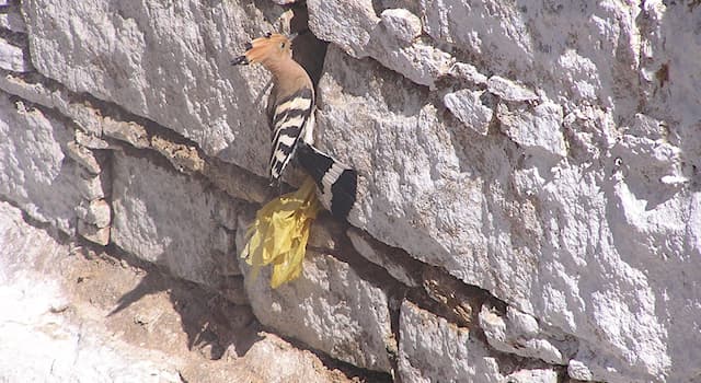 natura Pytanie-Ciekawostka: Ile współcześnie występuje gatunków dudków?