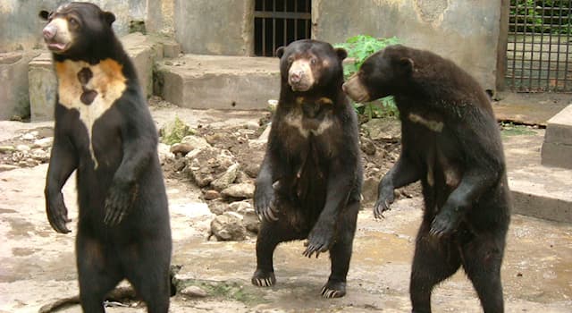 natura Pytanie-Ciekawostka: Jak nazywa się najmniejszy gatunek niedźwiedzia?