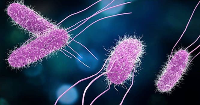 Scienza Domande: Nel corpo umano, qual è mediamente all'incirca il rapporto tra batteri e cellule?