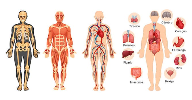 Qual é o órgão mais pesado do corpo... | Perguntas Triviais