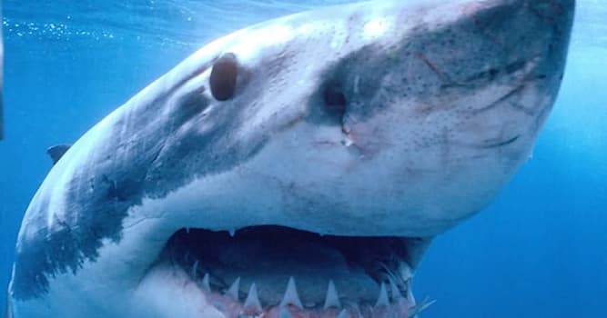 Natura Domande: Quale organo sensoriale permette agli squali d'individuare campi elettromagnetici prodotti da eventuali prede?