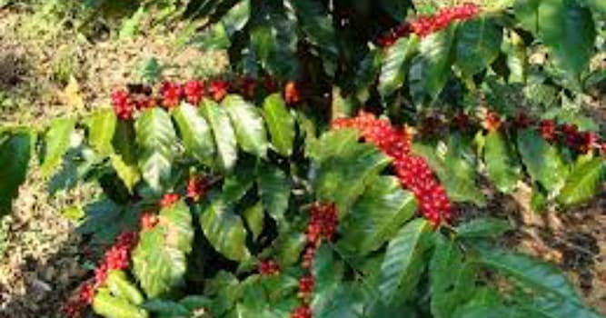 Naturaleza Pregunta Trivia: ¿Qué país es el principal productor mundial de café suave (Coffea Arábica)?