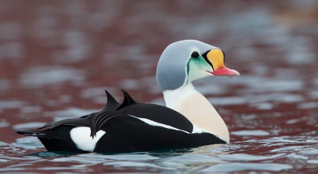 Doğa Trivia Sorusu: Perde ayaklı, ördekgiller (Anatidae) familyasına ait bu kuş türü nedir?