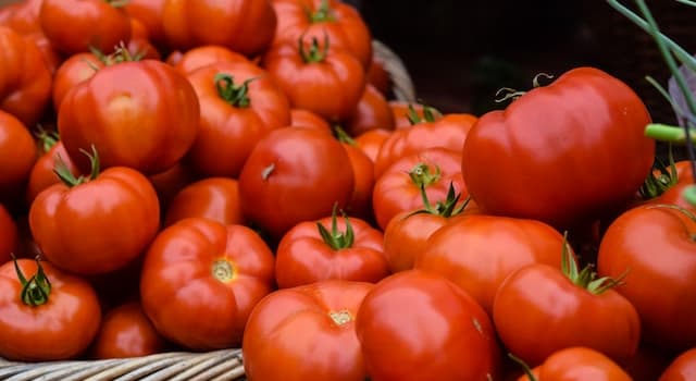 Natura Domande: Dove crescono i pomodori?