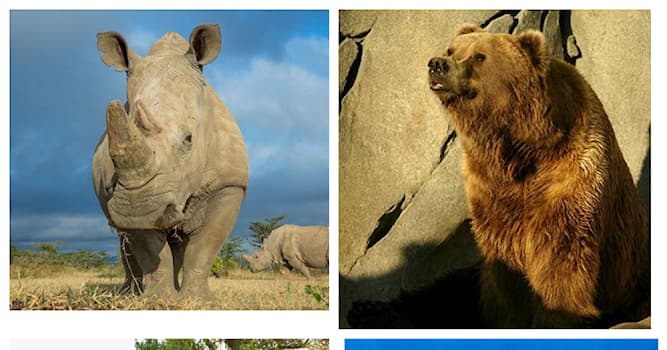 природа Запитання-цікавинка: У якої тварини найбільший мозок?