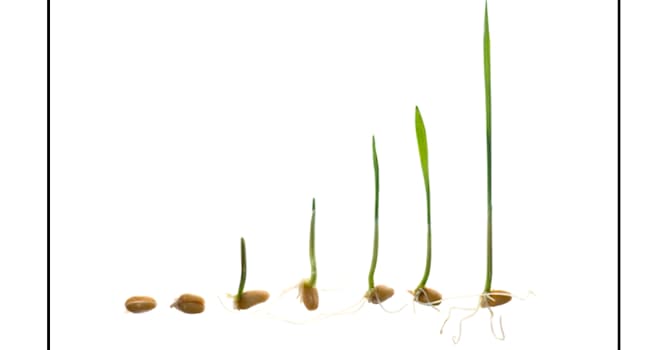Natura Domande: Quali condizioni sono necessarie per la germinazione dei semi?