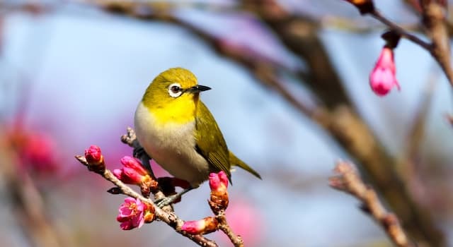 Natura Domande: Cosa depongono gli uccelli?
