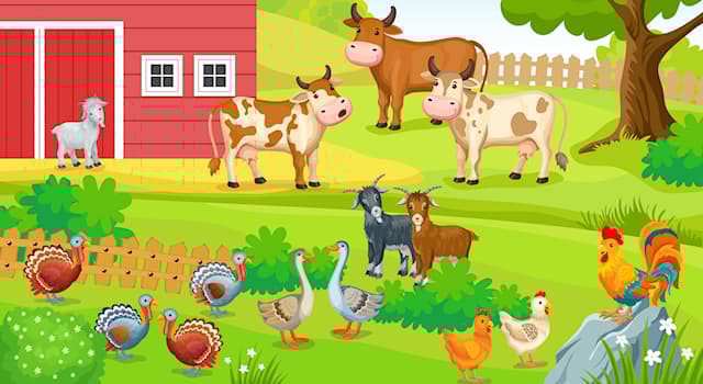 Doğa Trivia Sorusu: Yetişkin erkek tavuğa ne denir?