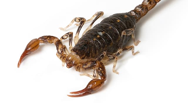 Natura Domande: Cosa ha uno scorpione alla fine della coda?