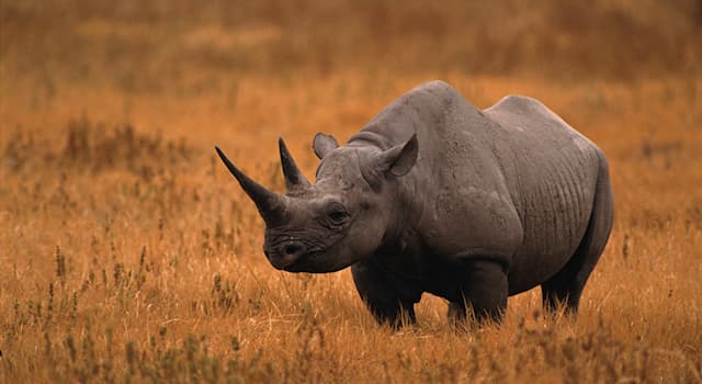 Nature Trivia Question: What kind of bird will you often see sitting on the back of rhinoceros?