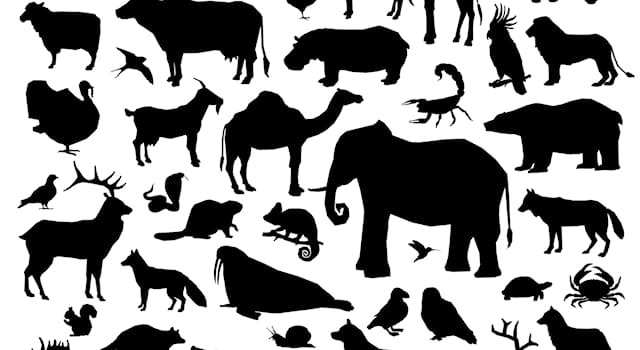 Natura Domande: Quale di questi animali non ha lo stomaco?