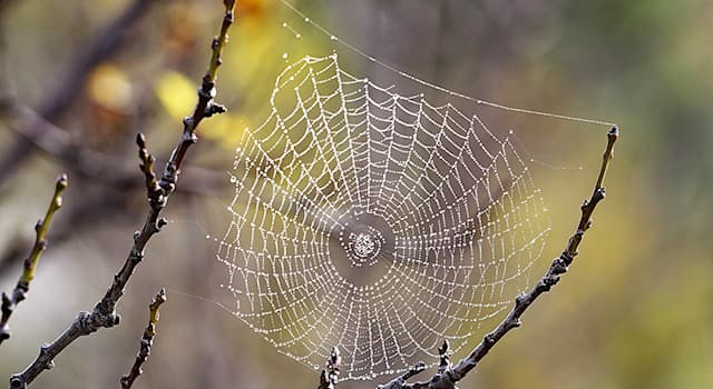 nauka Pytanie-Ciekawostka: Z czego powstaje pajęczyna?