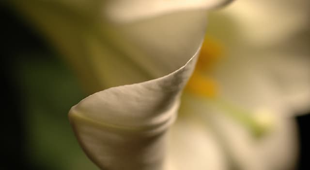 Naturaleza Pregunta Trivia: ¿Cómo se llama la parte de la flor que generalmente tiene colores brillantes y llamativos?