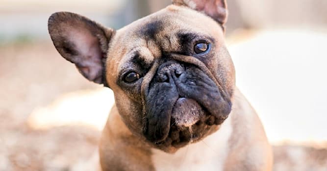Culture Question: Quelle race de chien est représentée sur la photo ?
