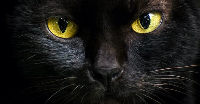Cultura Domande: Chi è l'autore del racconto horror "Il Gatto Nero"?