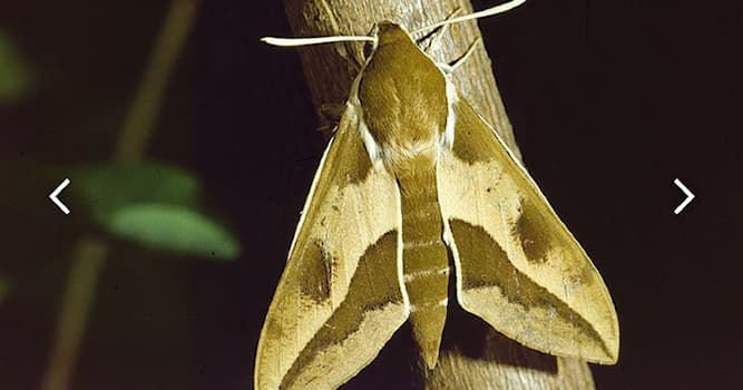 natura Pytanie-Ciekawostka: Co to za motyl?