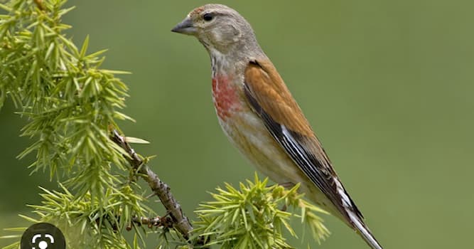 natura Pytanie-Ciekawostka: Co to za ptak?