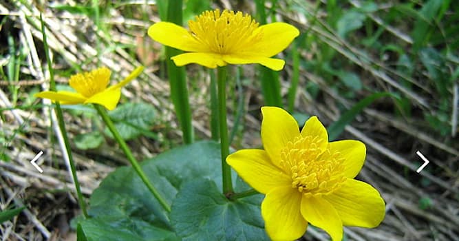 natura Pytanie-Ciekawostka: Co to za roślina?