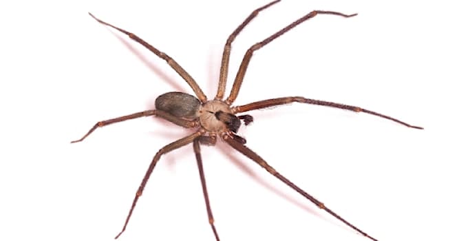 Natura Domande: Come si chiama questo ragno?