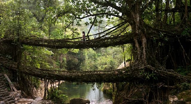 Naturaleza Pregunta Trivia: ¿Con las raíces de qué árbol se construyen los puentes de raíces vivas?