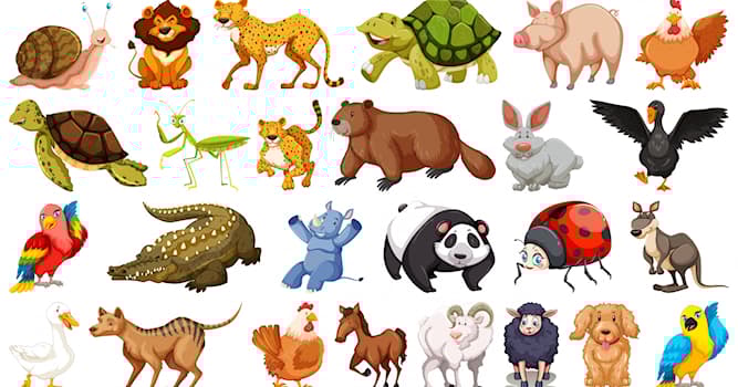 Naturaleza Pregunta Trivia: ¿Cuál es el animal más inteligente del mundo?