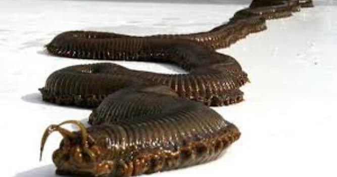 Naturaleza Pregunta Trivia: ¿Cuál es el animal más largo del planeta?