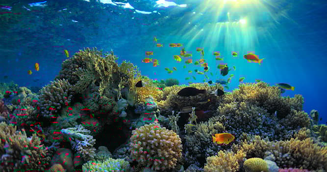 Geografía Pregunta Trivia: ¿Cuántos océanos hay en la Tierra?