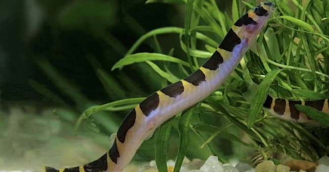 Сiencia Pregunta Trivia: ¿Cómo se llaman los animales que no tienen columna vertebral?