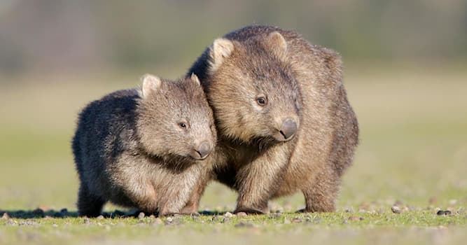 Natur Wissensfrage: Der Kot von Wombats ist...?