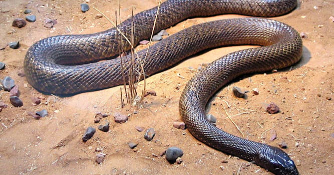 Natur Wissensfrage: Wo ist der Inlandtaipan, die giftigste Schlange der Welt, heimisch?