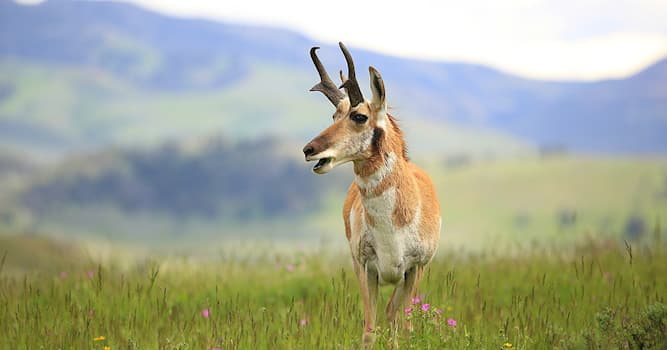 Geographie Wissensfrage: Wo lebt der Gabelbock?