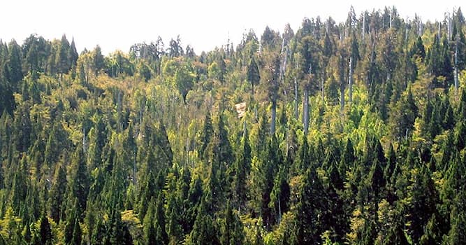 Geografia Pytanie-Ciekawostka: Gdzie znajduje się Park Narodowy Alerce Costero?