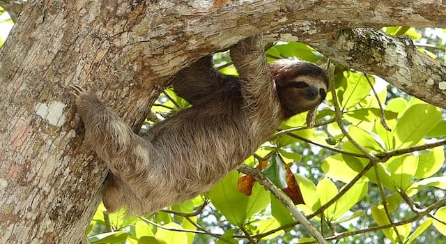 Nature Trivia Question: How quickly does a sloth move?