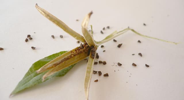 natura Pytanie-Ciekawostka: Jak nazywa się nauka zajmująca się badaniem owoców i nasion roślin?