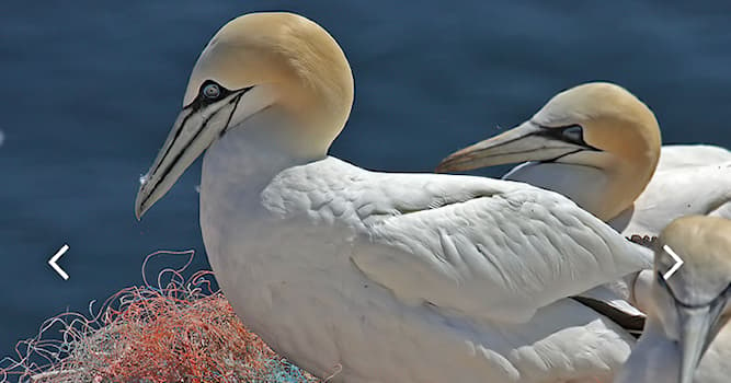 natura Pytanie-Ciekawostka: Jak nazywa się ten ptak?