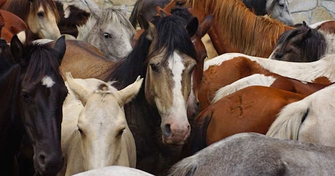 natura Pytanie-Ciekawostka: Jakiego koloru jest koń bułany?