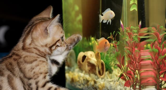 Toplum Trivia Sorusu: Su hayvanları ve bitkilerini gözlemlemek için kullanılan kap nedir?